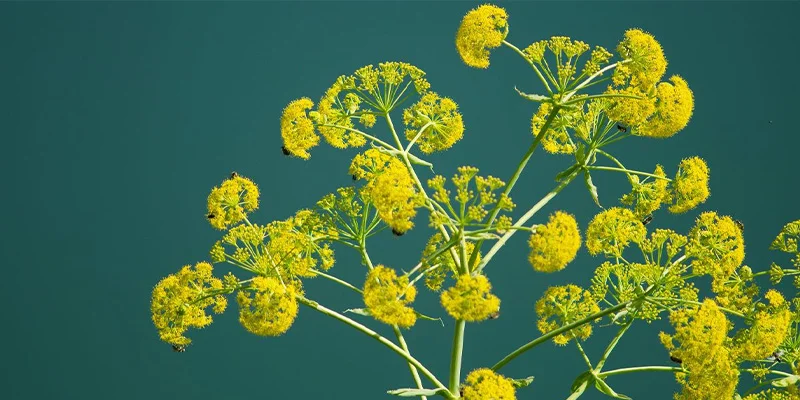 خرید اینترنتی انغوزه