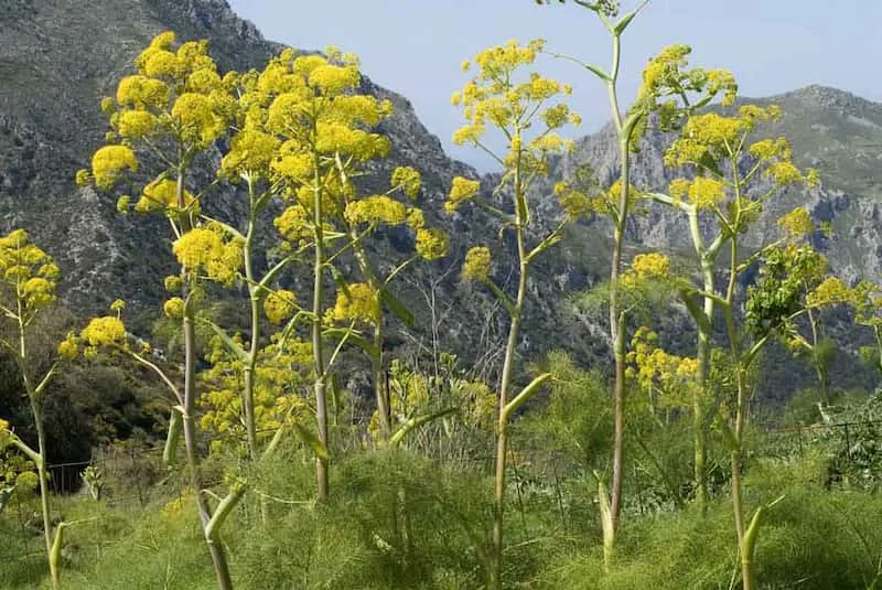 سفارش انغوزه