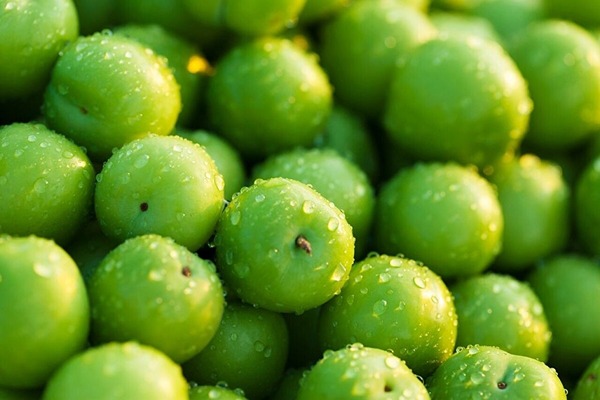 عرضه عمده گوجه سبز