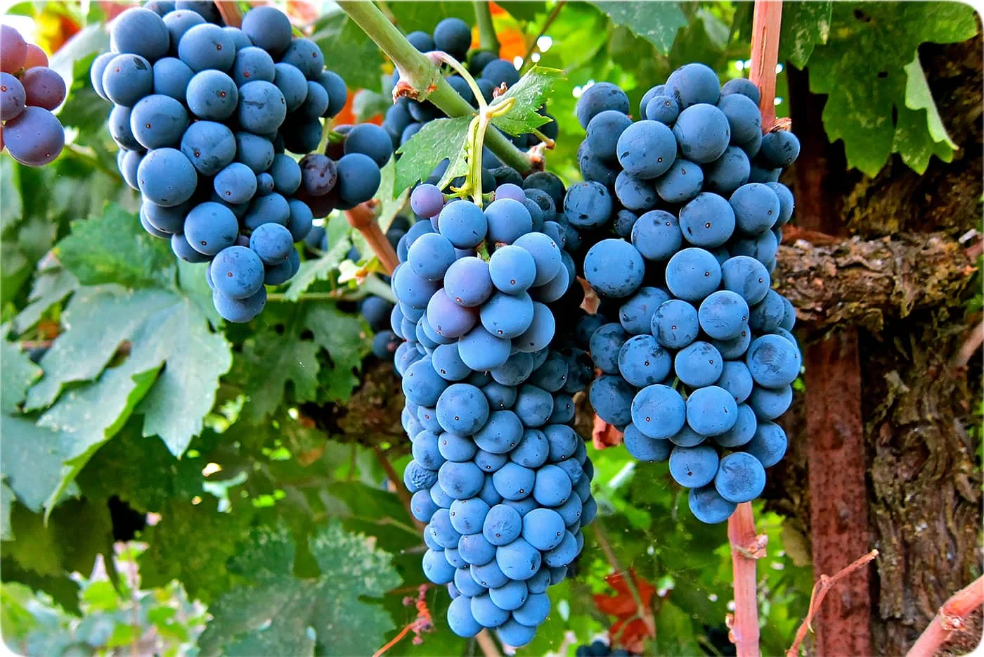 خرید عمده انگور شانی