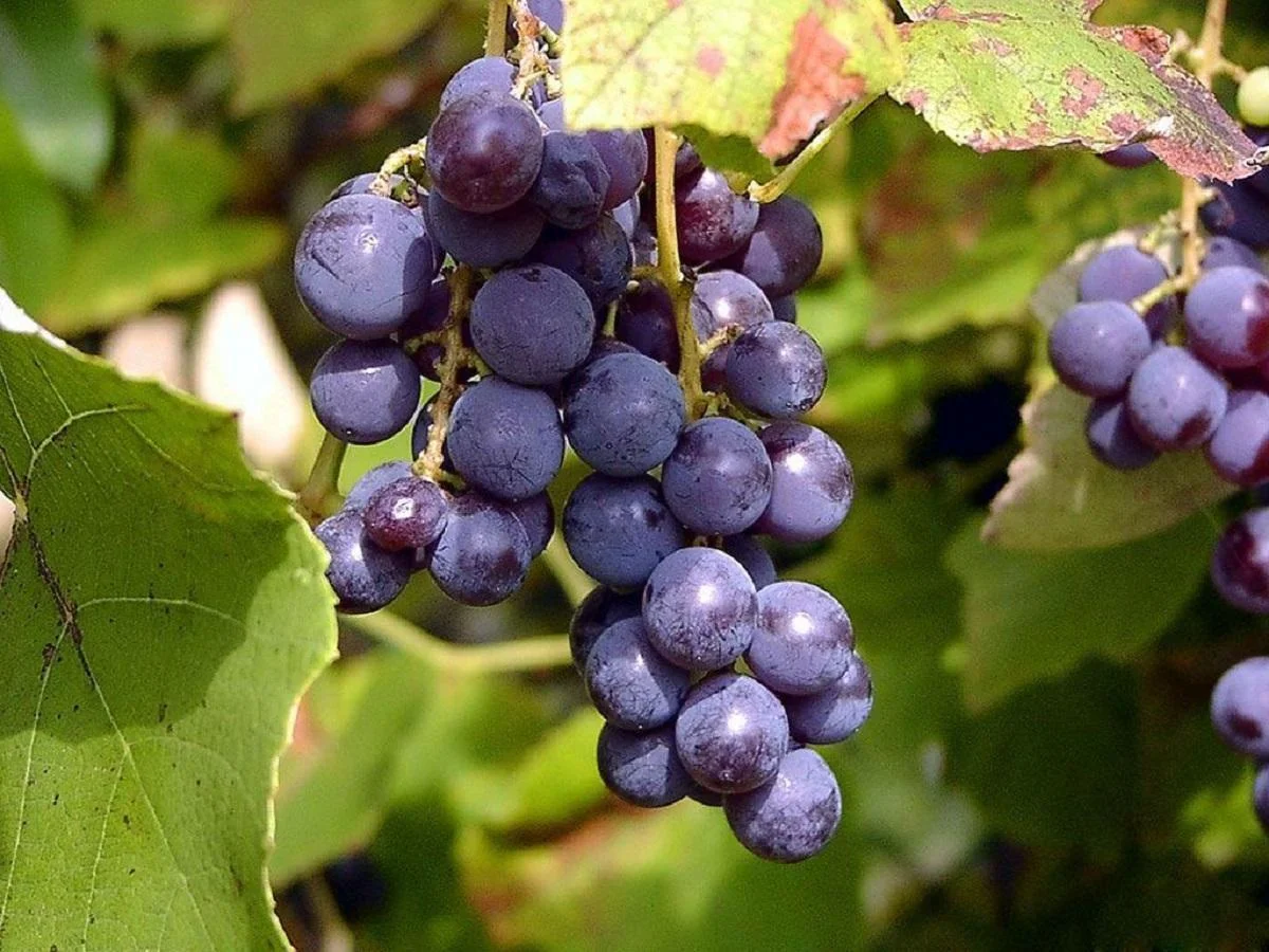 قیمت عمده انگور شانی سردشت