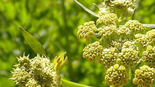 سفارش آنغوزه شیرین شیراز