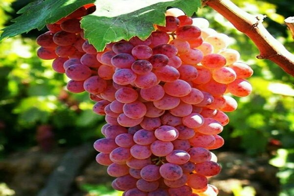 خرید عمده انگور قرمز بیدانه کشمشی