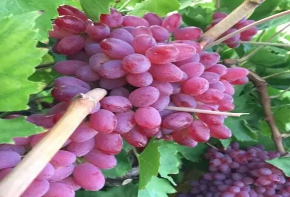 خرید عمده انگور قرمز بیدانه کشمشی