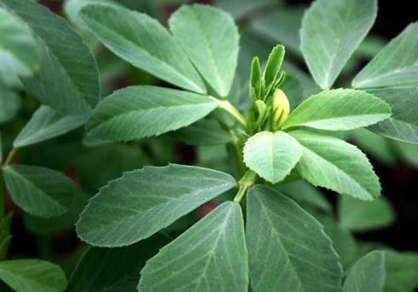 خواص سبزی شنبلیله تازه