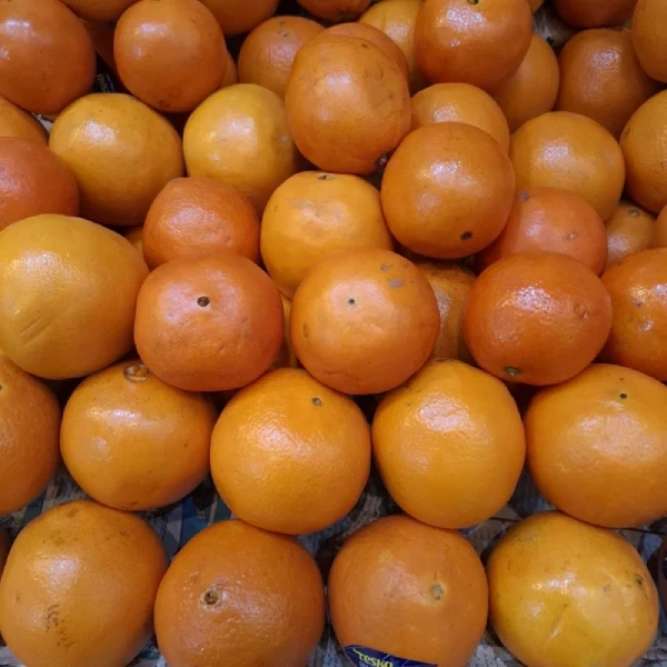 قیمت پرتقال تامسون در میدان بار تهران